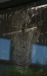 SpiderWeb